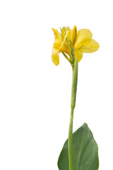 Dwarf Canna flower,canna indica (Indian shot, Canna) , yellow flora, delicate petals. Full blooming flowers on long stalk with path.