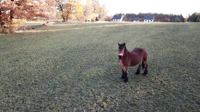 horses pasture meadow autumn animals