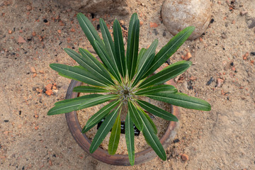 Euphorbia milii in flowerpot from top view