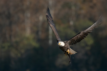 bald eagle with fish