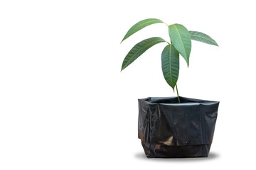 Mango tree nursed with seeds in black pots, isolated on white background with clipping path.