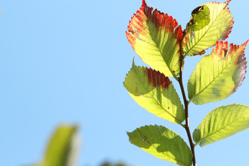 Obraz premium red leaves on blue background in autumn