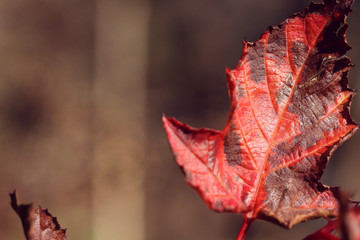 Fototapeta premium red leaf in autumn