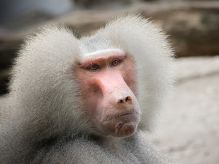 Portret of a baboon © Iwan