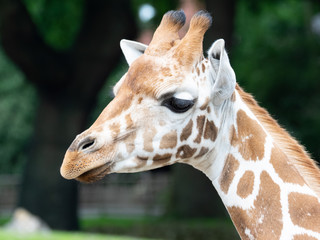 Portret of a giraffe