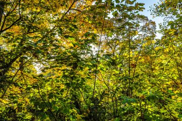 Prague autumn parks.