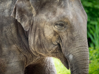 Fototapeta na wymiar Portret of an elephant