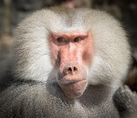 Portret of a baboon © Iwan
