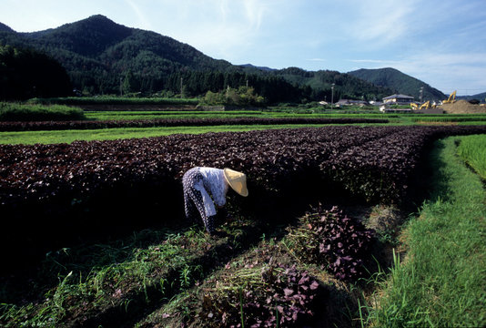 しば漬に使う紅紫蘇の収穫