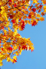 Fototapeta na wymiar Autumn leaves with the blue sky