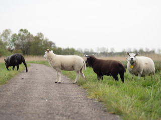 Obraz premium Sheep on a bicycle path