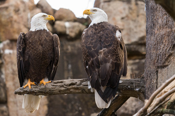 Bald Eagle