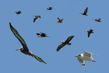 Assorted sea birds in fly