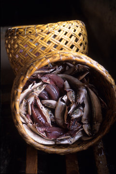 くさやの製造過程、籠の中のアオムロアジ