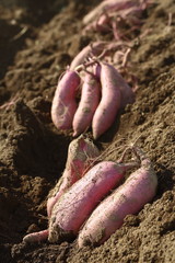 サツマイモの収穫