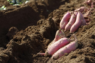 サツマイモの収穫