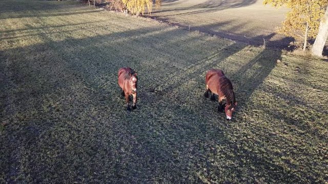horses pasture meadow autumn animals