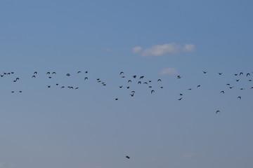 Flock of birds 