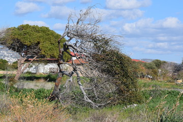 Windswept tree