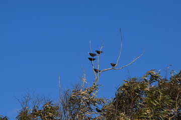 Birds sat in tree