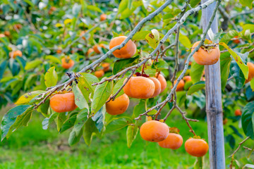 柿農園　柿畑　柿農家　秋イメージ