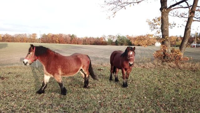 horses pasture meadow autumn animals