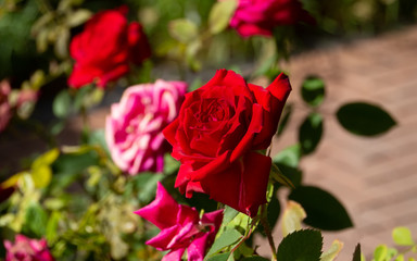 red rose in garden