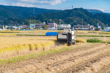 Fototapeta premium 米の収穫 秋イメージ