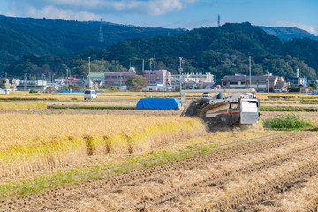 Fototapeta premium 米の収穫 稲穂 秋イメージ