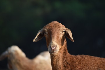 Beautiful sheep portrait 
