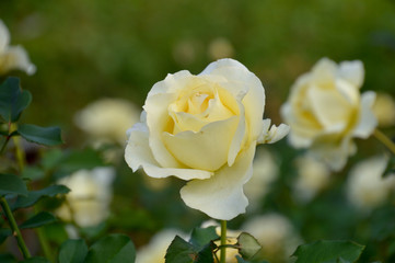 淡いクリーム色の花びらが美しい四季咲き大輪のバラ、エリナ