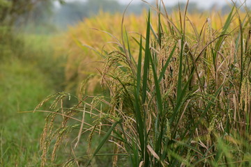 Fototapeta premium Field of grains