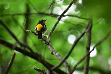 振り向いた森のキビタキ