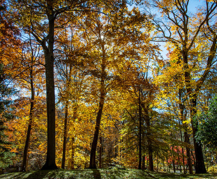 Autumn scene with bright yellow oak trees 