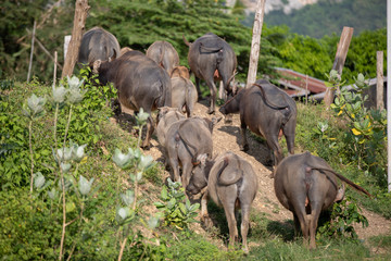 Mother Buffalo and Baby buffalo. graze naturally