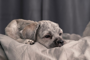 Lhasa Apso breed dog with short hair laying in a bed and looking ahead