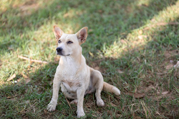 Small dogs are waiting for the owner.
