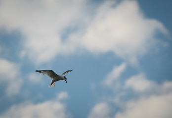 Bird (Least Tern) flying in Cozumel Mexico with blurry cloude sky background
