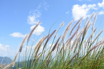 Grass with cloud and sky
