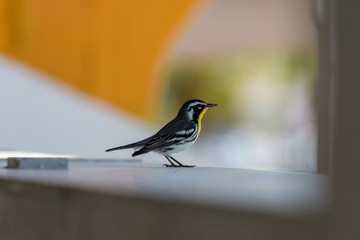 Close-up of a Yellow-throated Warbler bird standing