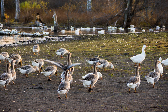Geese near small pond in the countryside. Selective focus.
