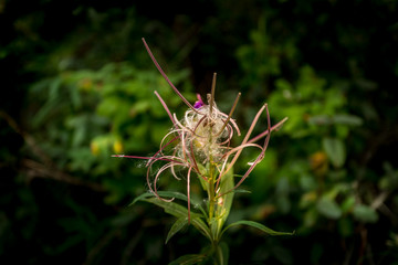 Dishevelled Beauty