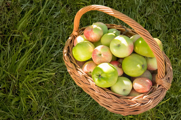 Vine basket with apples. Ripe apples background. Green apples. Juicy fruits. Juice production...
