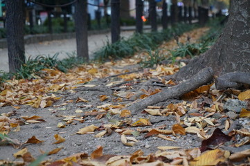 Fallen leaves in autum06