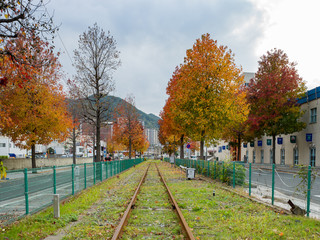 Red and Yellow leaves road