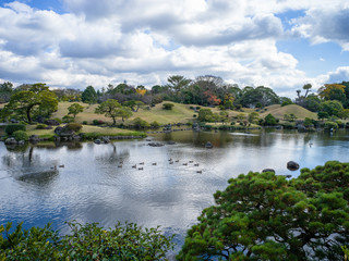 Ducks in Fish ponds