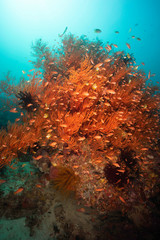 Plakat red gorgonian coral with small red fish