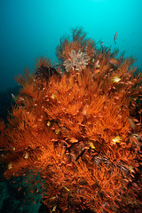 Fototapeta na wymiar red gorgonian coral with small red fish