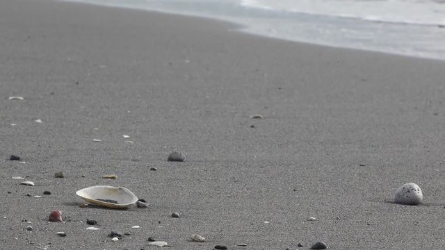 shell on the beach