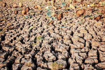 Ground of cracked in summer.